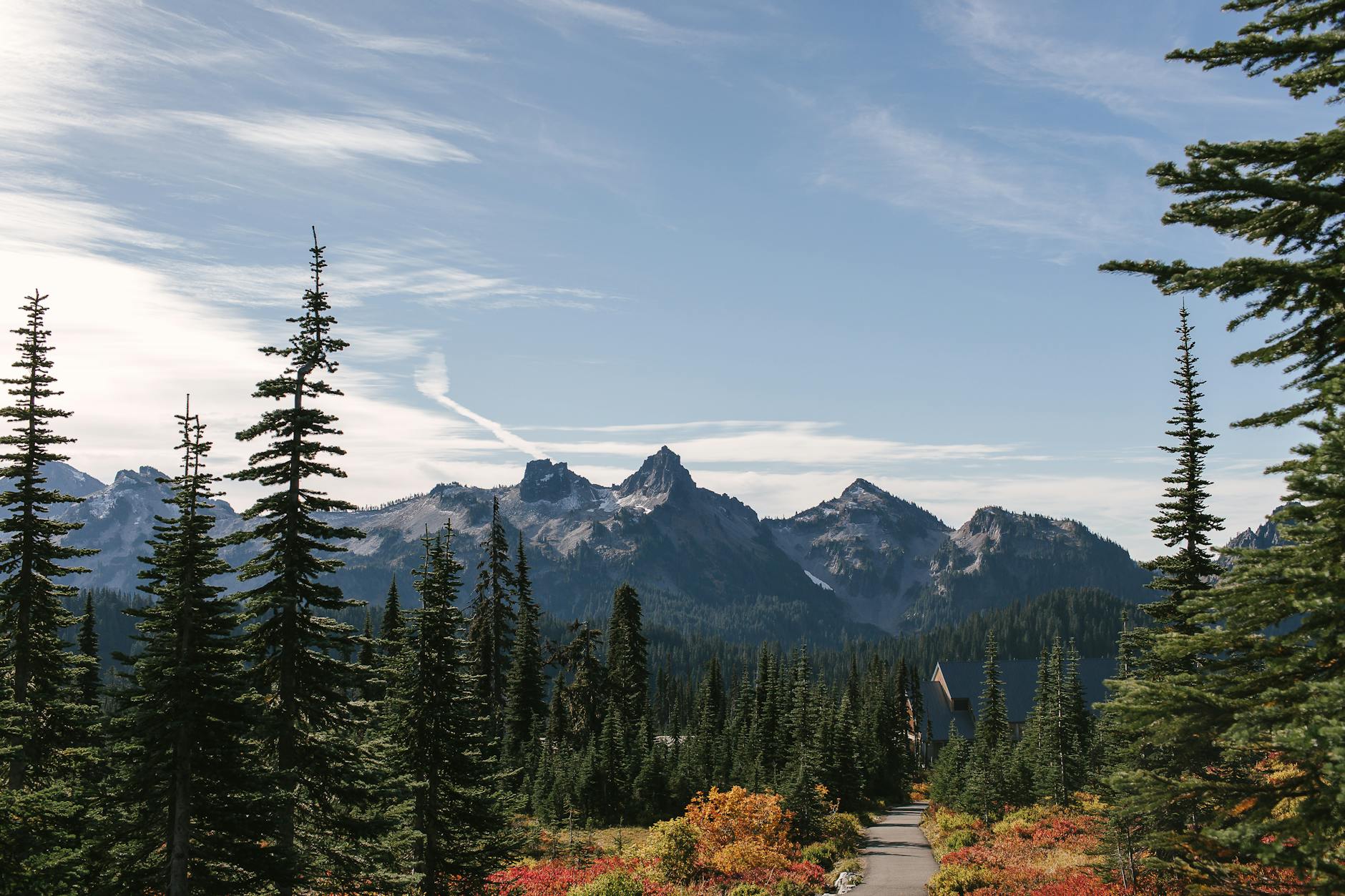 pine trees near the mountains